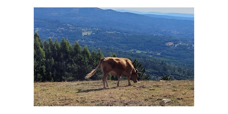 Cambio climático, chuletón y vacas en Galicia